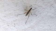 Micropeza lateralis