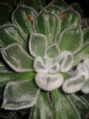 Echeveria pulvinata