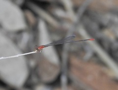 Teinobasis rufithorax