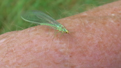 Nineta pallida