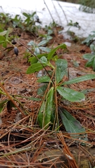 Chimaphila umbellata cisatlantica