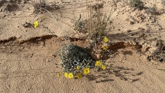 Heterotheca zionensis