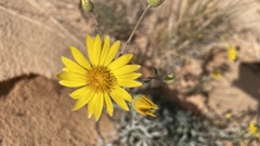 Heterotheca zionensis