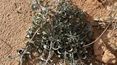 Heterotheca zionensis