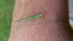 Nineta pallida