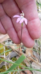 Caladenia pusilla