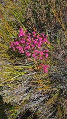 Erica cubica