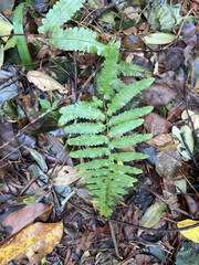 Microlepia marginata bipinnata