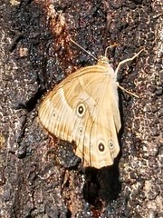 Lethe sicelis