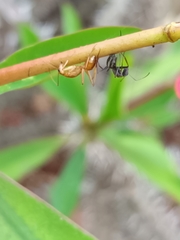 Camponotus importunus