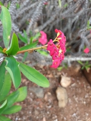 Camponotus importunus