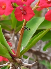 Camponotus importunus