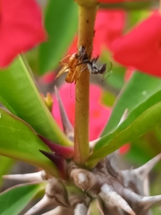 Camponotus importunus