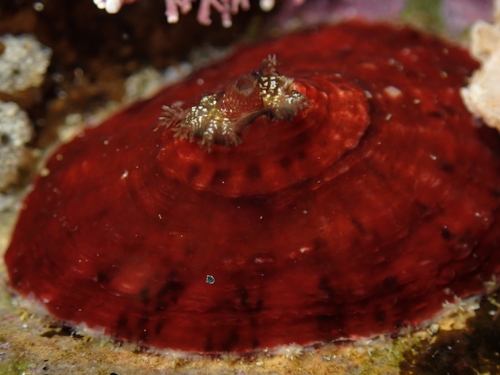Volcano Keyhole Limpet