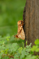 Dudusa synopla