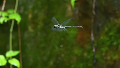 Asiagomphus pacificus