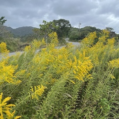 Solidago altissima