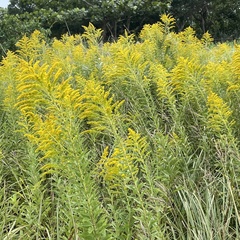 Solidago altissima