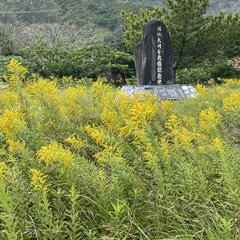 Solidago altissima