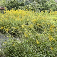 Solidago altissima