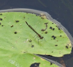 Austrocnemis maccullochi