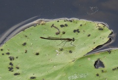 Austrocnemis maccullochi