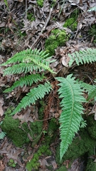 Polystichum dudleyi