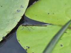 Austrocnemis maccullochi