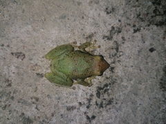 Pristimantis omeviridis