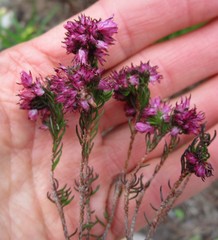 Erica cubica