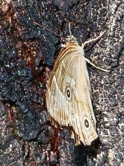 Lethe sicelis