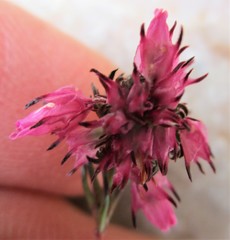 Erica cubica