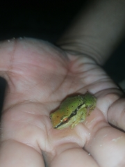 Pristimantis omeviridis