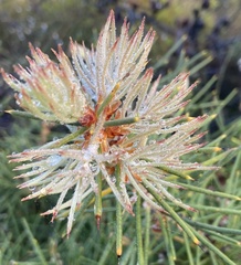Hakea teretifolia