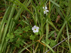 Oxalis incarnata
