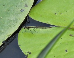 Austrocnemis maccullochi