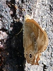 Lethe sicelis