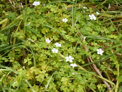 Oxalis incarnata