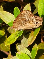 Lethe sicelis