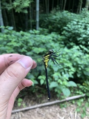 Asiagomphus pacificus