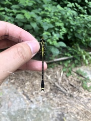 Asiagomphus pacificus