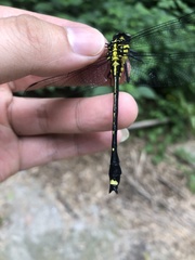 Asiagomphus pacificus