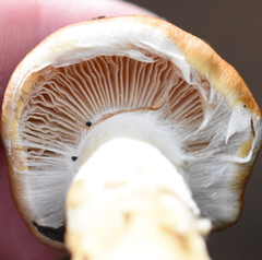 Phlegmacium variosimile