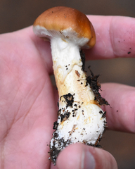 Phlegmacium variosimile