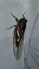 Yoyetta spectabilis
