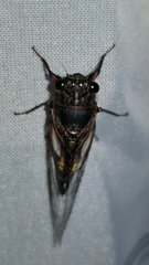 Yoyetta spectabilis