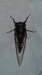 Yoyetta spectabilis