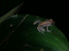 Pristimantis altamazonicus