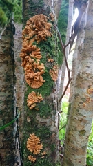 Hypocreopsis rhododendri