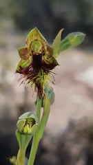 Calochilus campestris